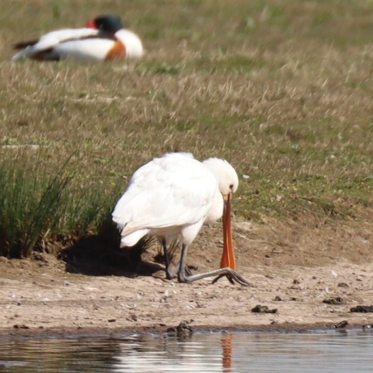 Eurasian Spoonbill