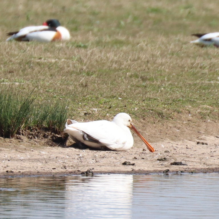 Eurasian Spoonbill