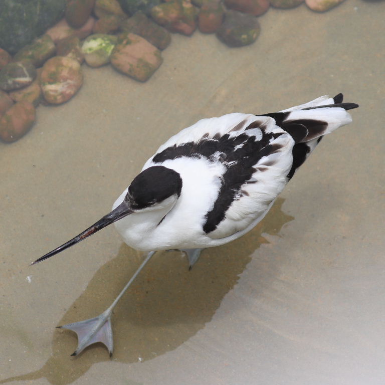 Avocet