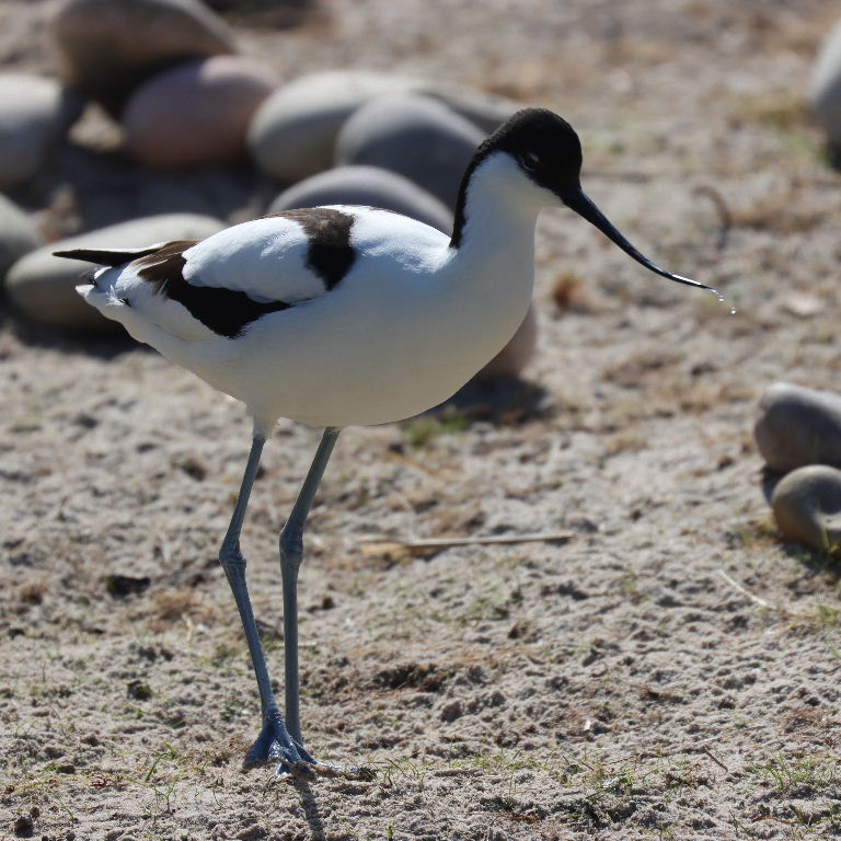 Avocet