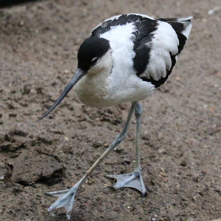 Avocet