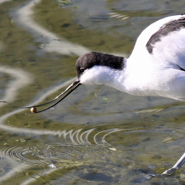 Avocet feeding