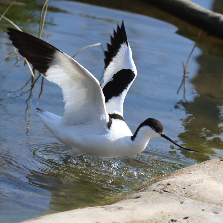 Avocet wings