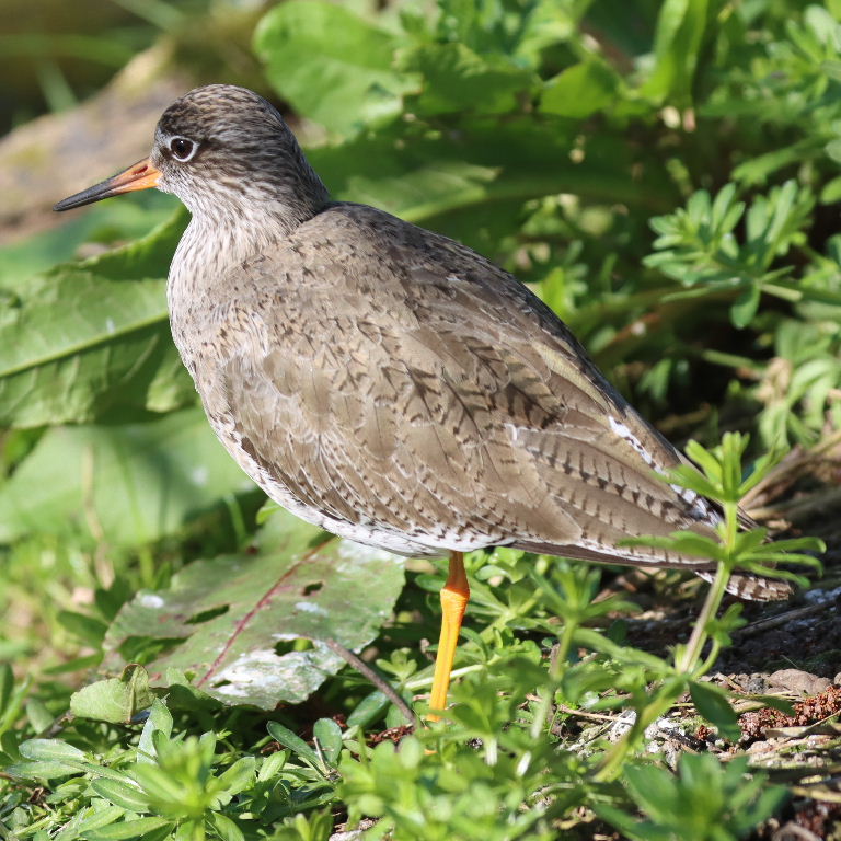 One-legged Redshank