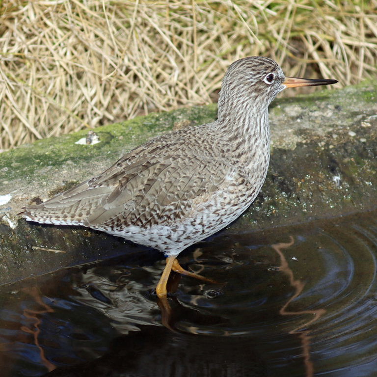 Redshank