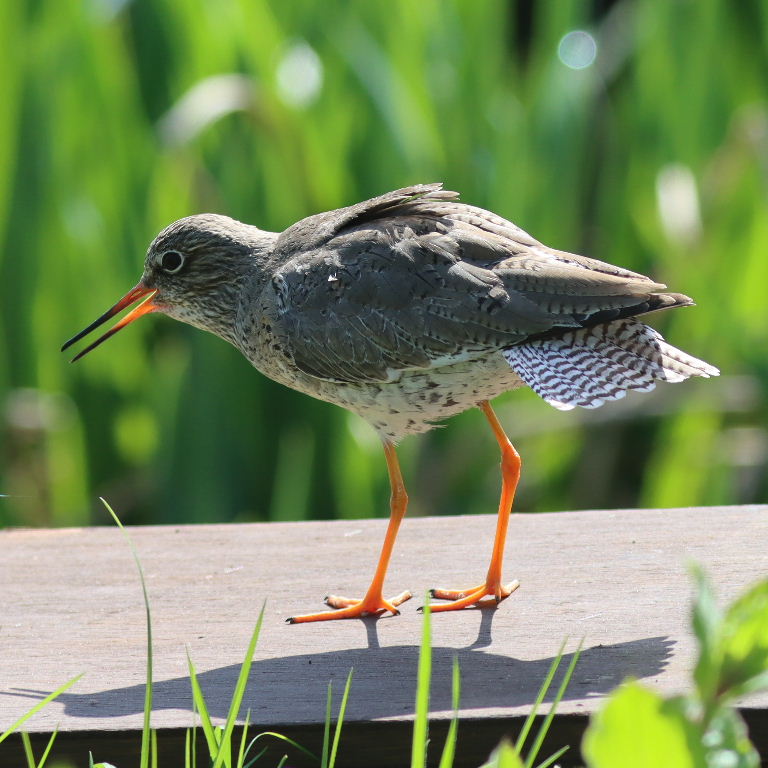Redshank