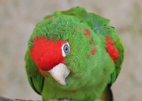 Cordilleran Conure