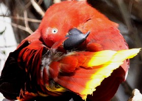 Eclectus Tanimbar female