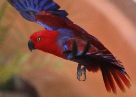 Eclectus Moluccan female
