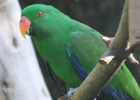 Eclectus Moluccan female