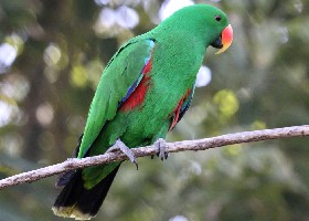 Eclectus Papuan male