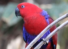 Eclectus Papuan female