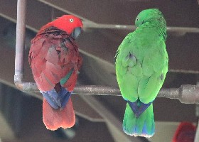 Sumba Eclectus pair