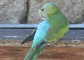 Golden-shouldered Parrot