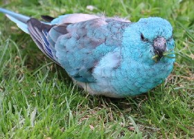 Red-rumped Parrot turquoise mutation
