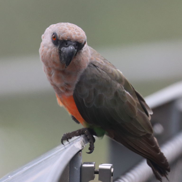 Red-bellied Parrot