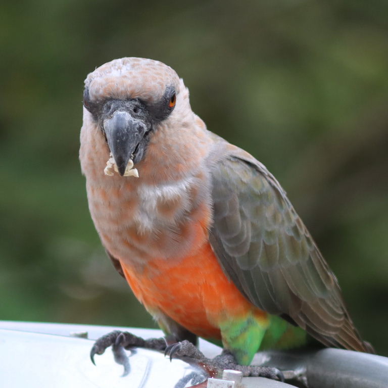 Red-bellied Parrot