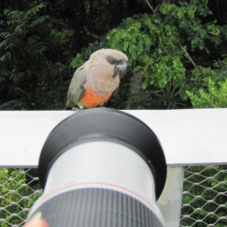 Red-bellied Parrot and camera lens
