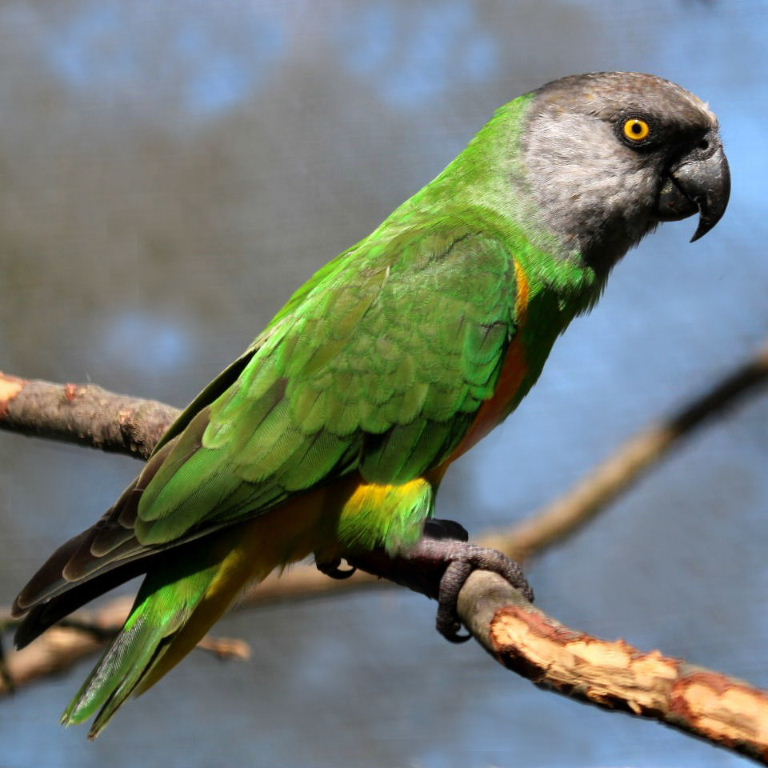 Senegal Parrot