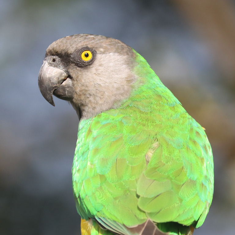 Senegal Parrot