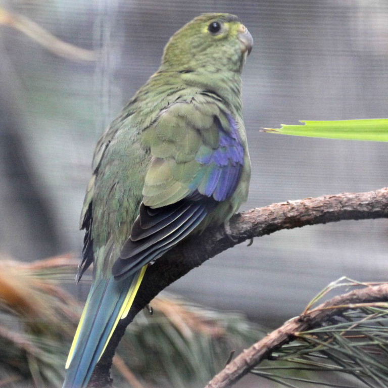 Blue-winged Parrot