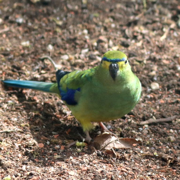 Blue-winged Parrot