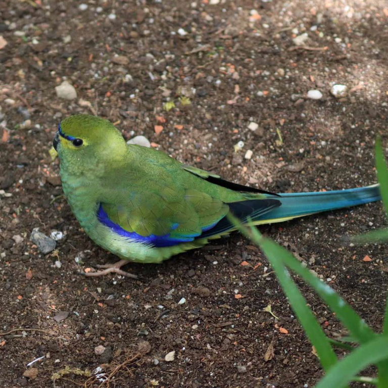 Blue-winged Parrot