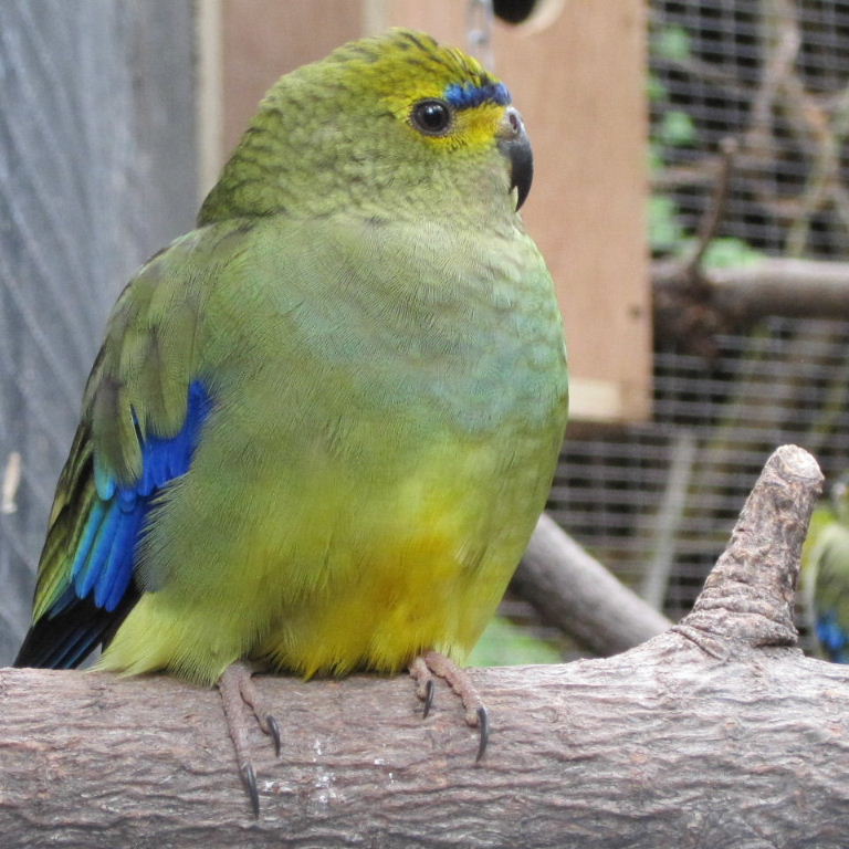 Blue-winged Parrot