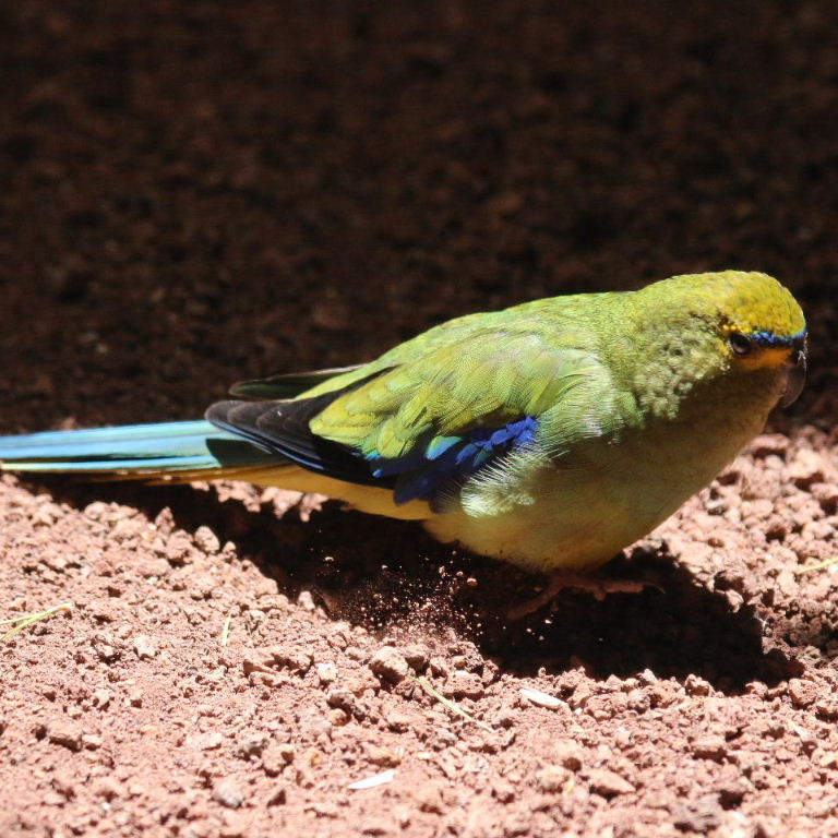 Blue-winged Parrot