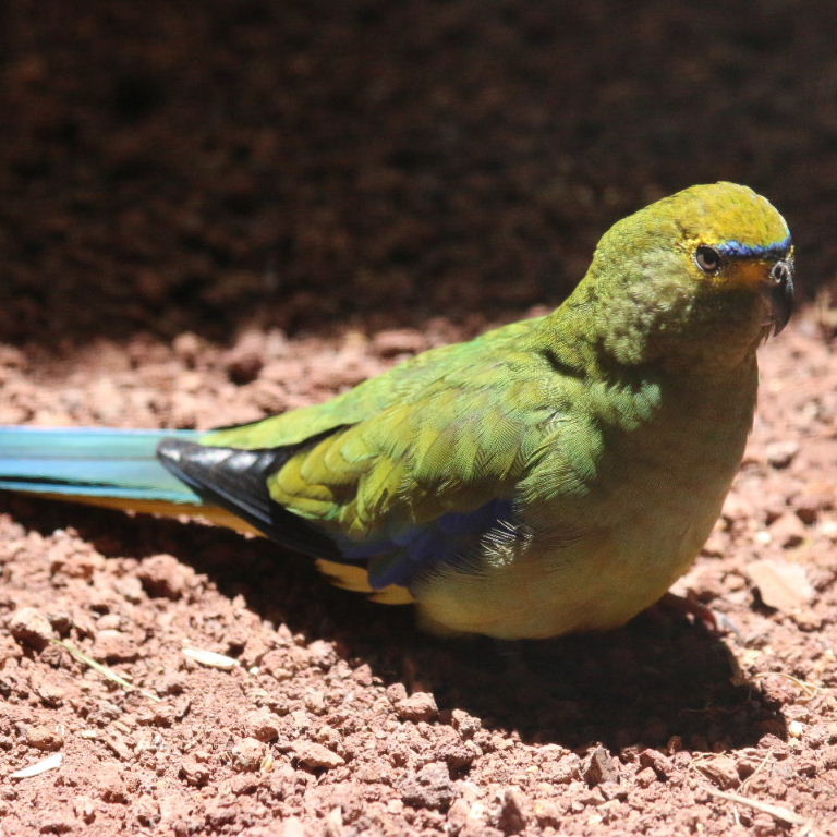 Blue-winged Parrot