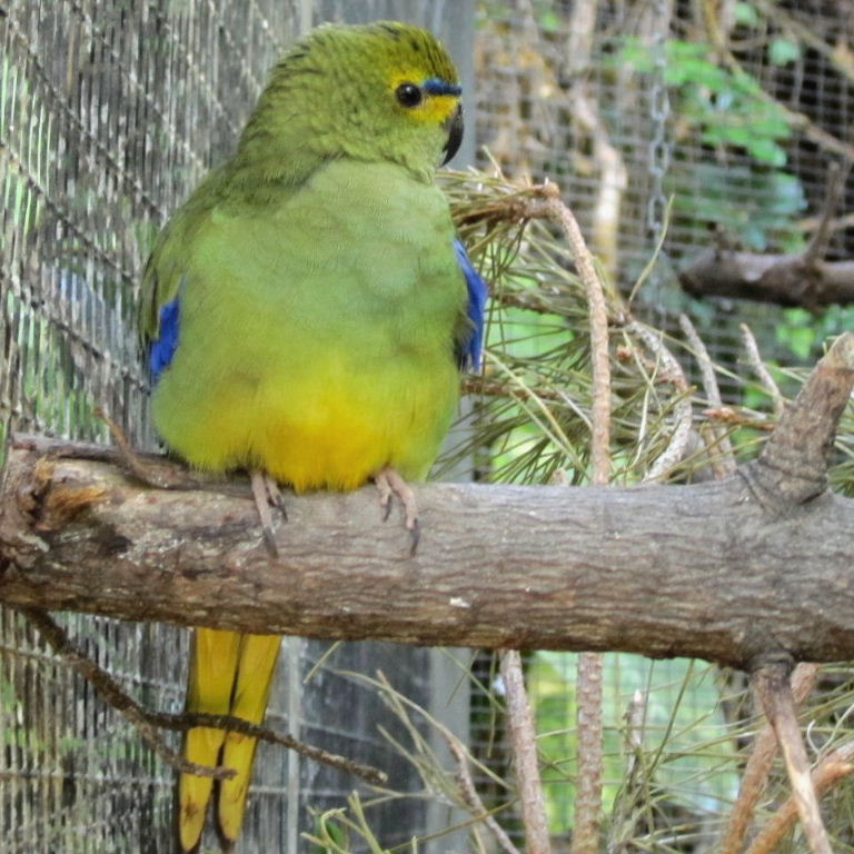 Blue-winged Parrot