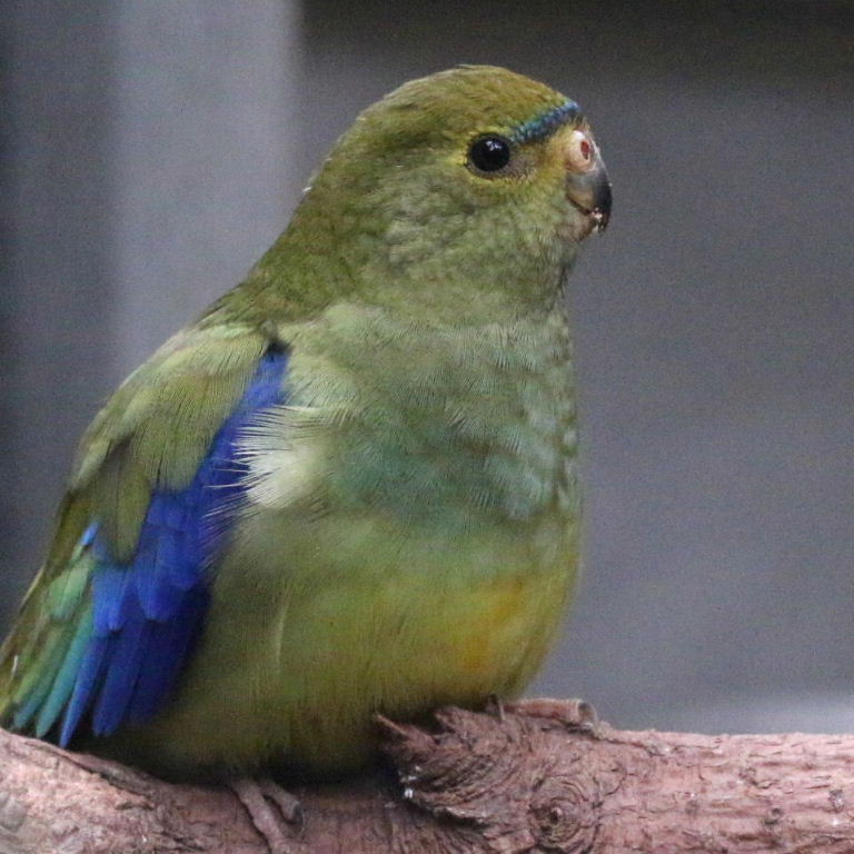 Blue-winged Parrot