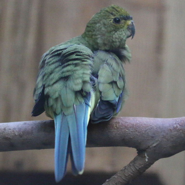 Blue-winged Parrot