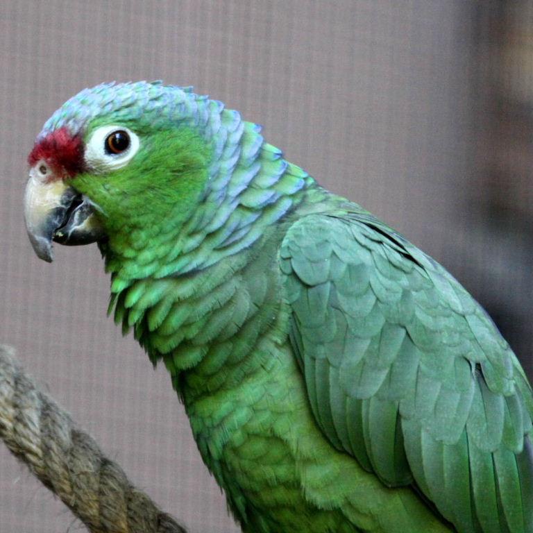 Salvin's Red-lored Amazon
