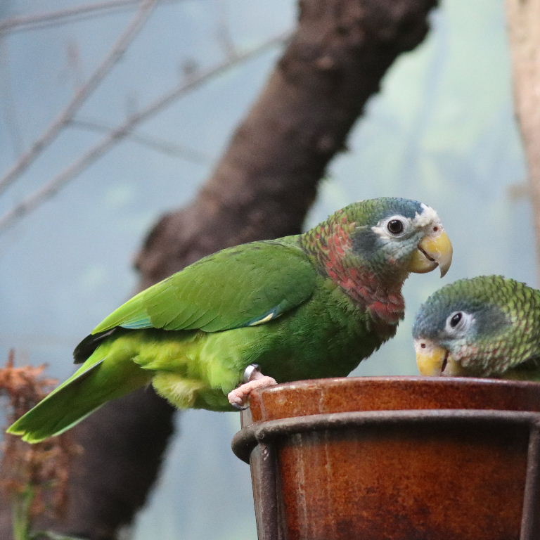 Yellow-billed Amazon
