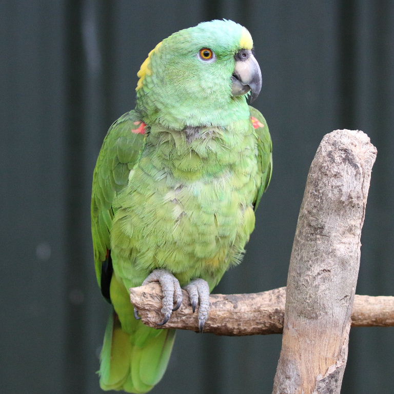Yellownaped Amazon Parrots