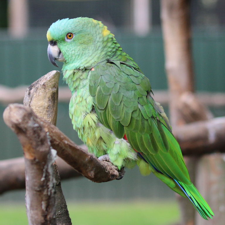Honduras Yellow-naped Amazon