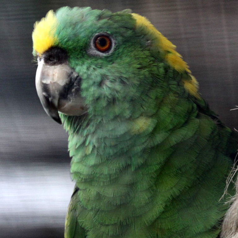 Honduras Yellow-naped Amazon