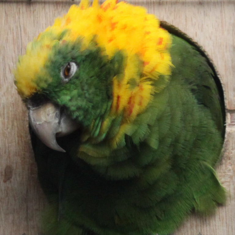 Yellow-naped Roatan Amazon