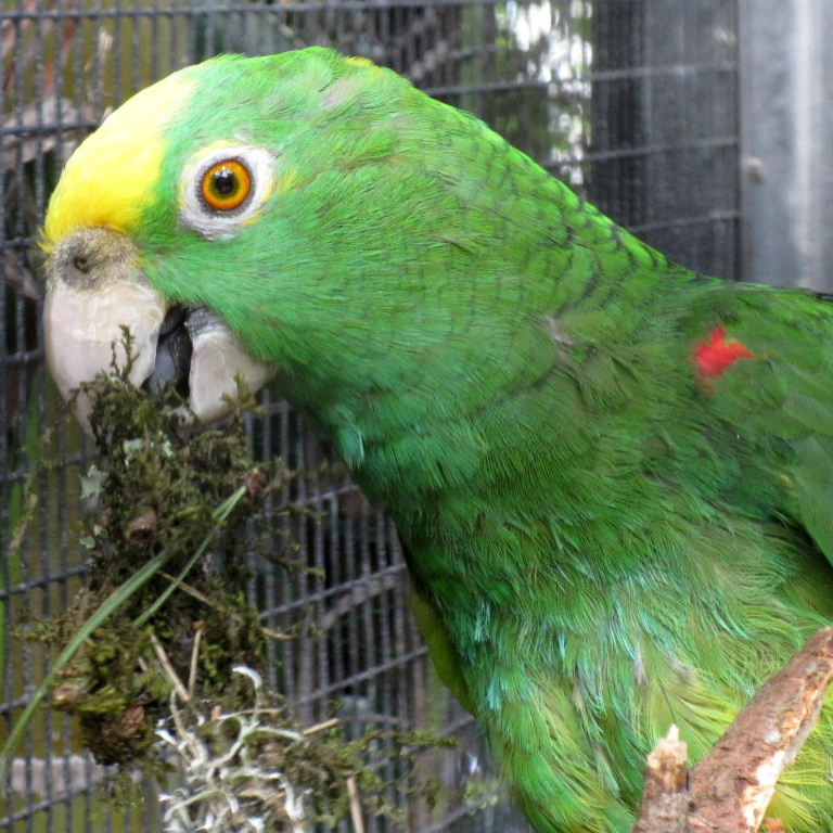 Yellow-naped Roatan Amazon