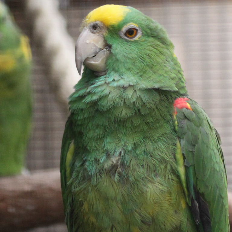 Yellownaped Amazon Parrots