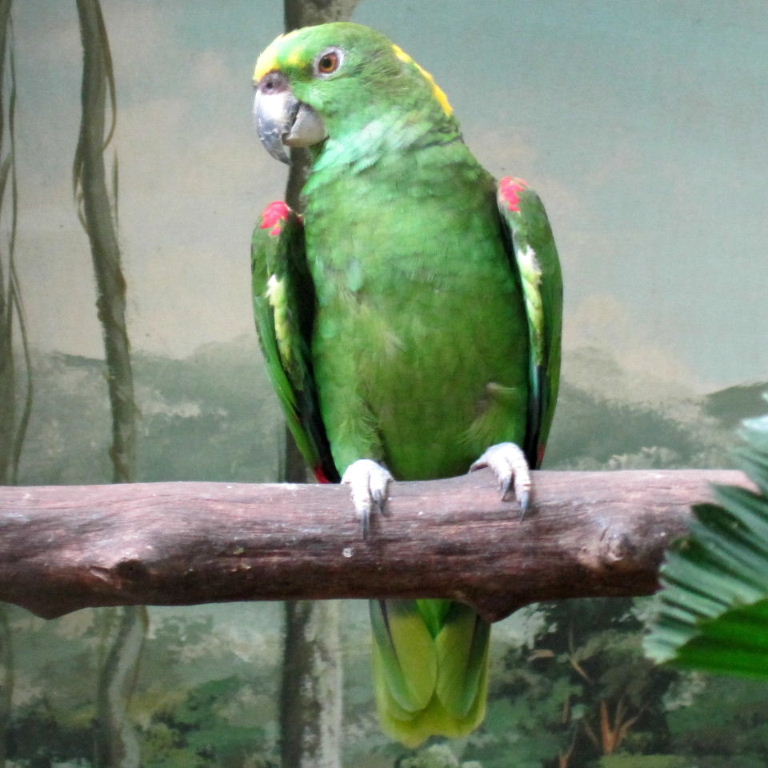 Yellow-naped Amazon