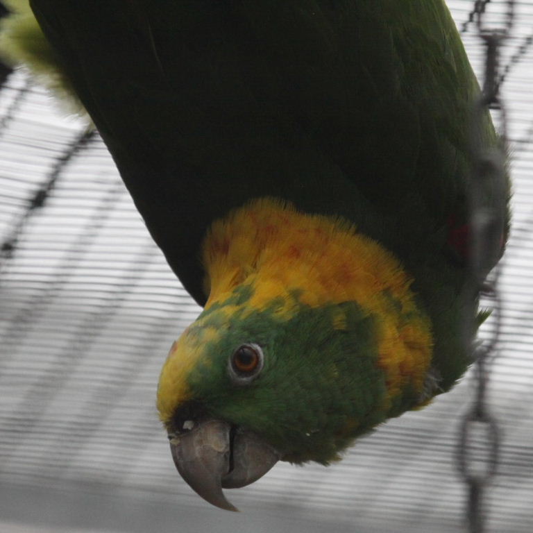 Yellow-naped Roatan Amazon