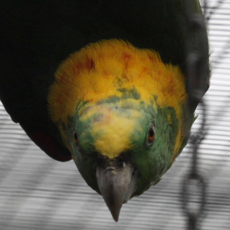 Yellow-naped Roatan Amazon