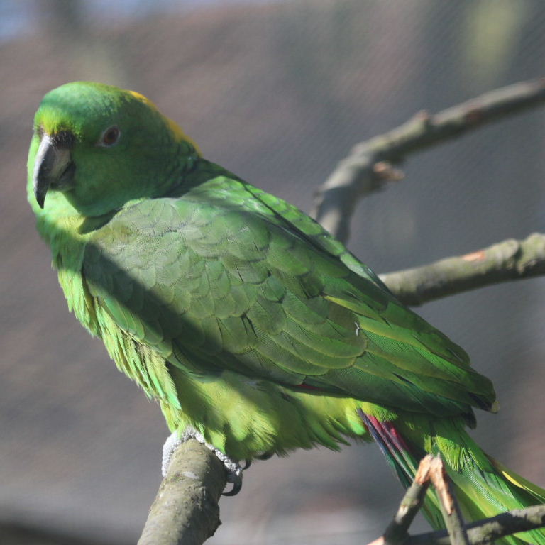 Yellow-naped Amazon