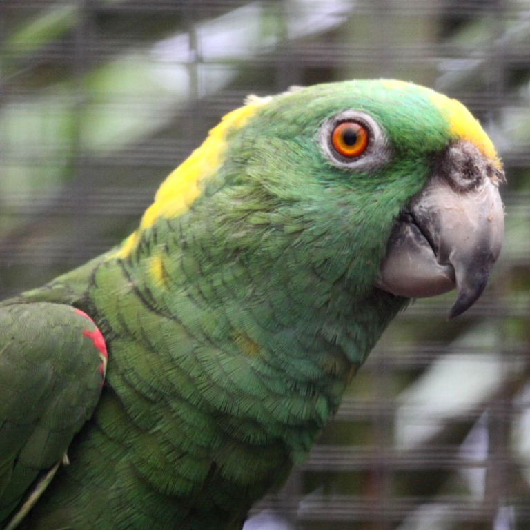 Honduras Yellow-naped Amazon