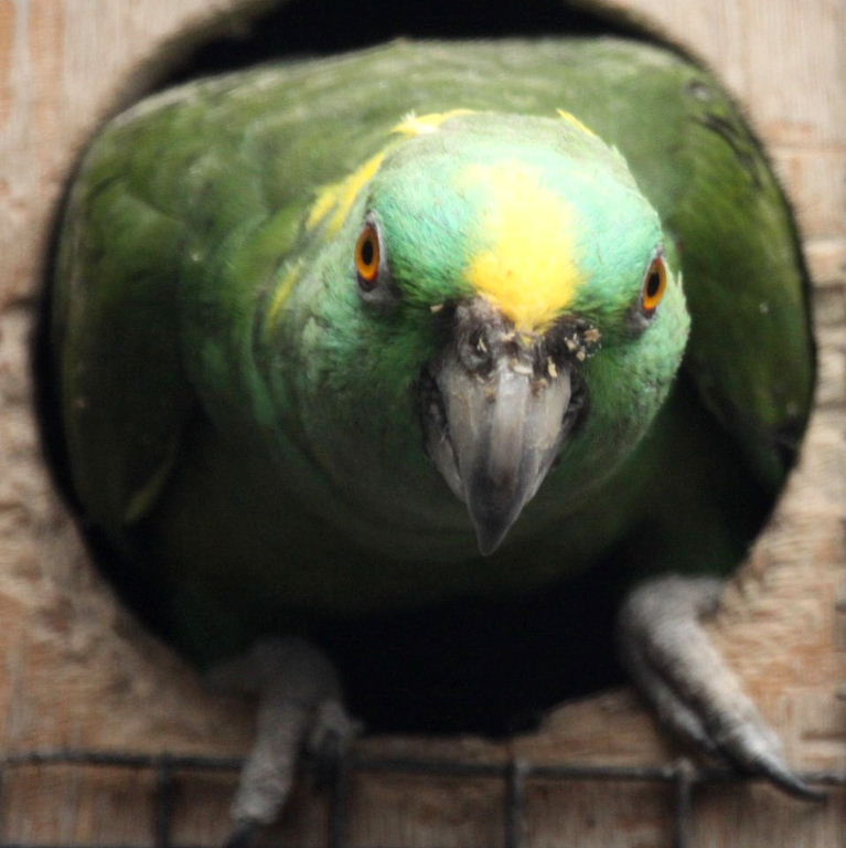 Honduras Yellow-naped Amazon
