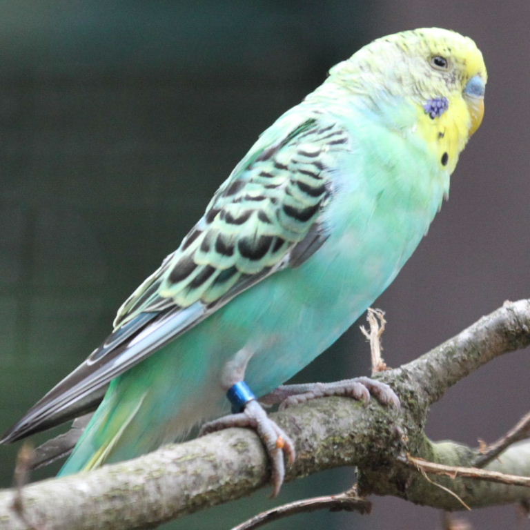Budgie