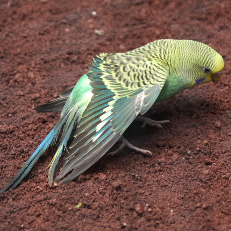 Budgie