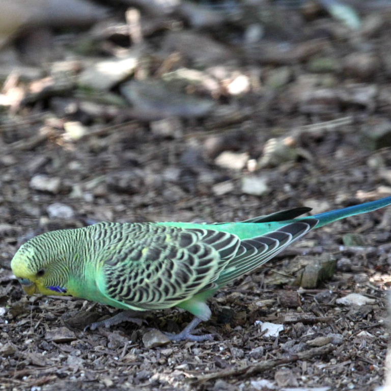 Budgerigar green